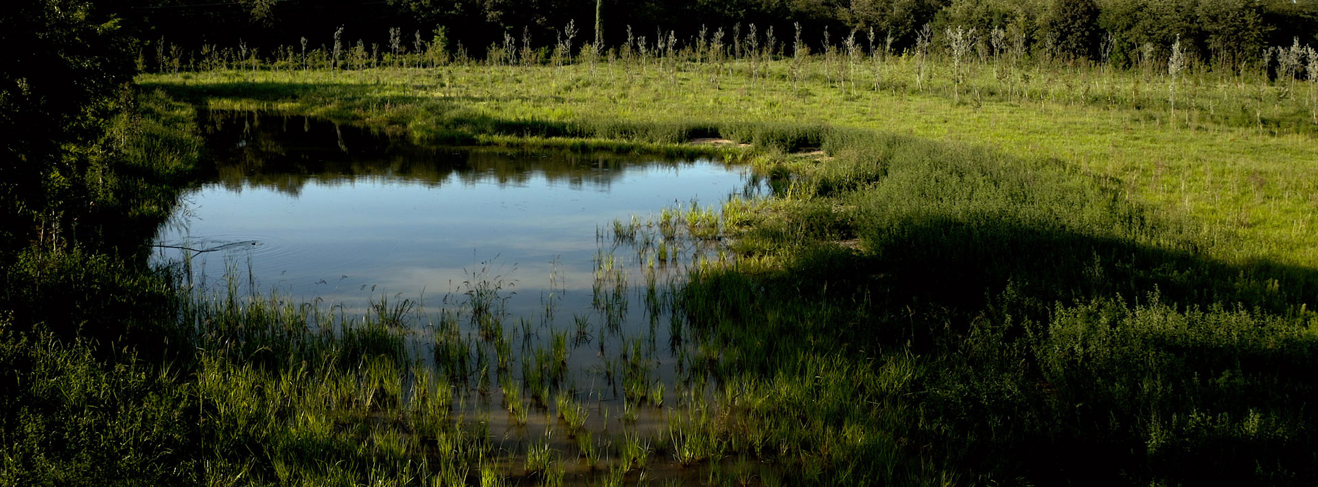 Terreno bonificato a Busto Garolfo, zona umida con laghetto artificiale